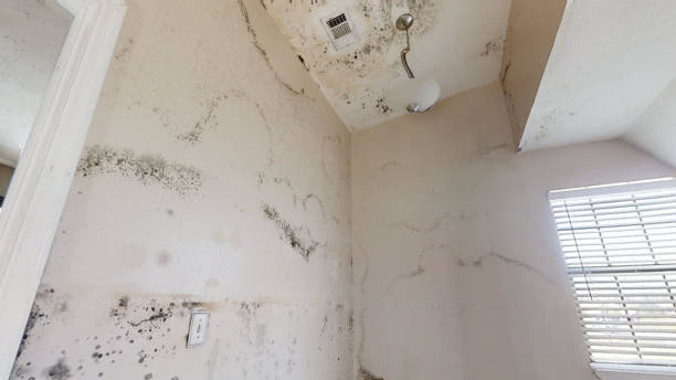 Mold Documentation for Insurance Claims in Walled Lake, MI