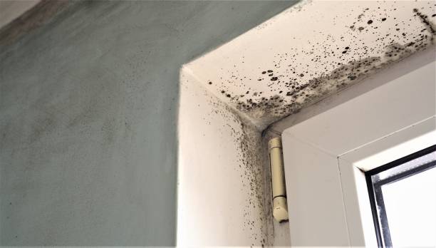 Best Attic Mold Removal  in Walled Lake, MI