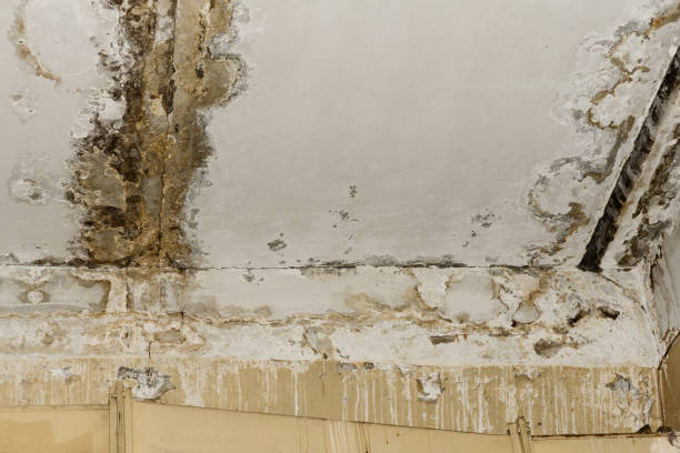 Best Airborne Mold Testing  in Walled Lake, MI