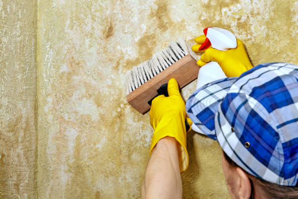 Best Water Damage & Mold Remediation  in Walled Lake, MI