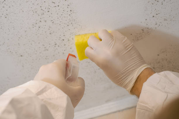 Best Biohazard Mold Removal  in Walled Lake, MI