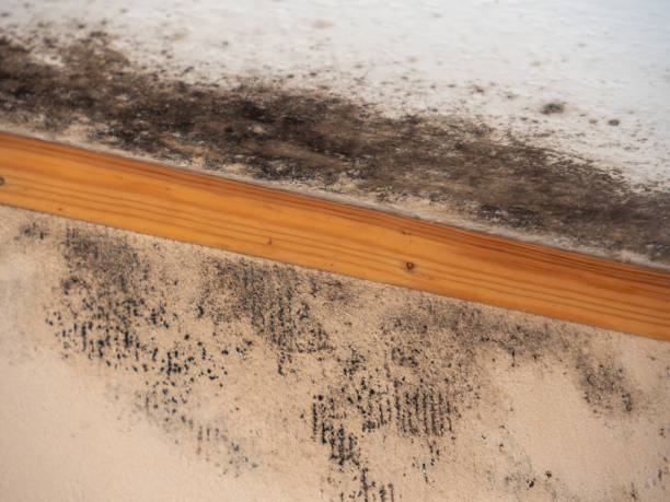  Walled Lake, MI Mold Removal Pros