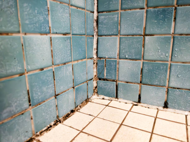 Best Post-Construction Mold Inspection  in Walled Lake, MI