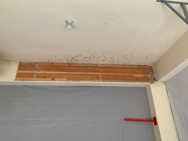 Best Industrial Mold Remediation  in Walled Lake, MI