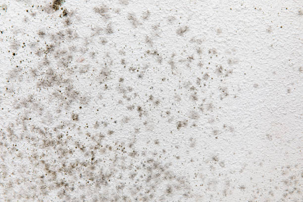Best Real Estate Mold Inspection  in Walled Lake, MI