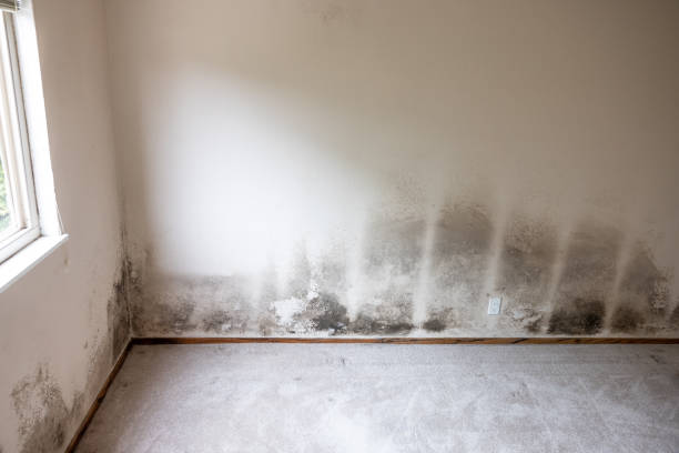 Best Forensic Mold Investigation  in Walled Lake, MI