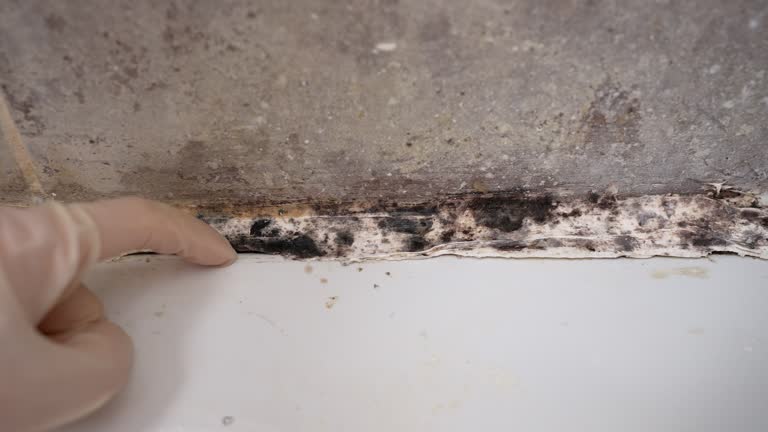 Best Commercial Mold Inspection  in Walled Lake, MI